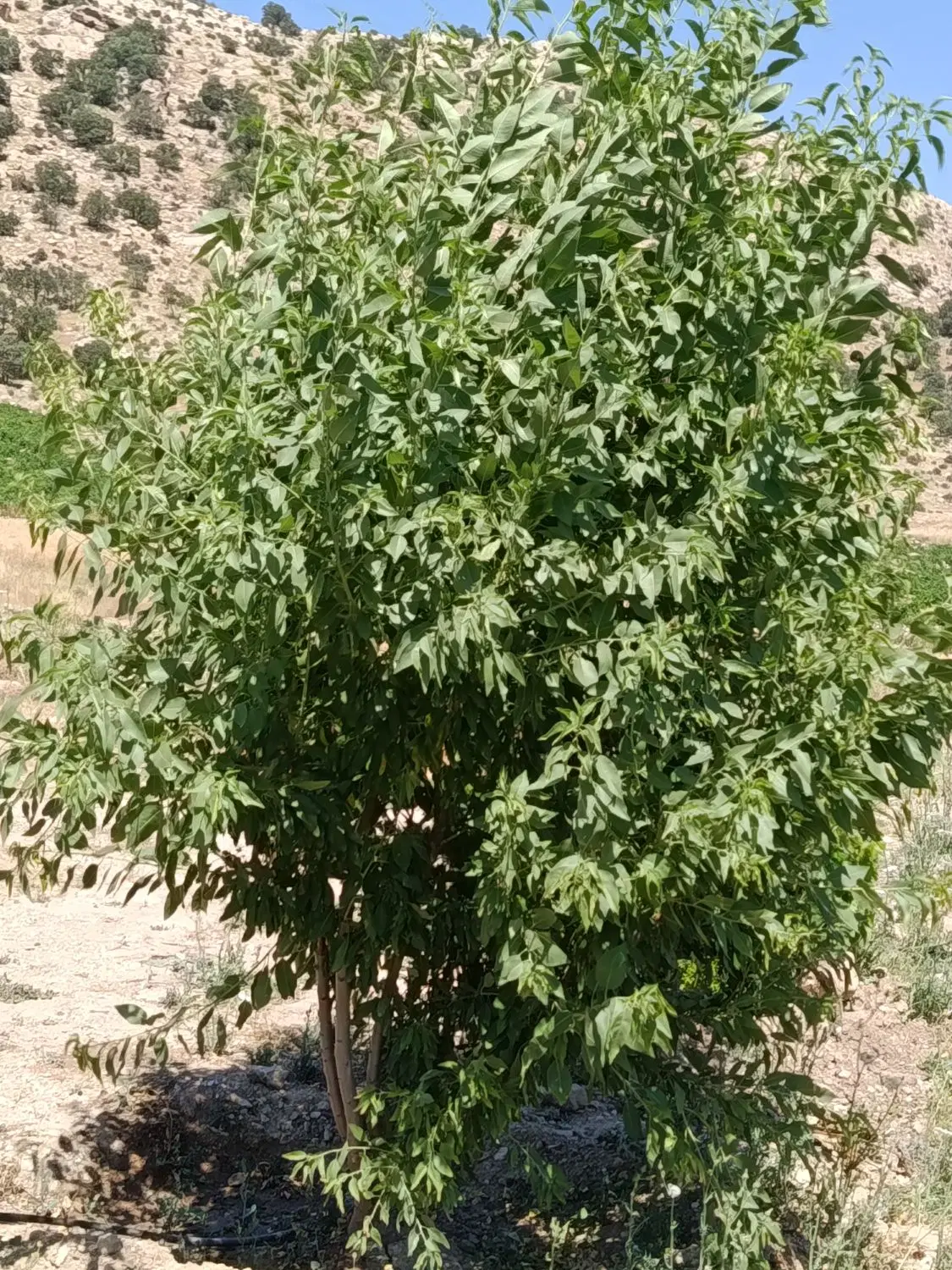 باغ انگور فروشی
