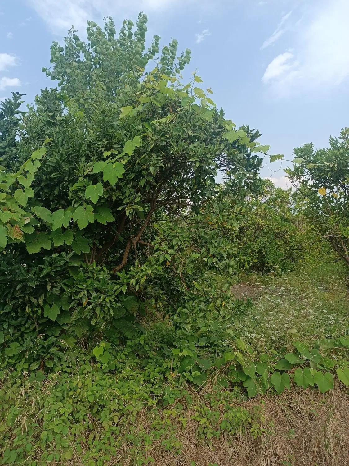 فروش زمین باغی