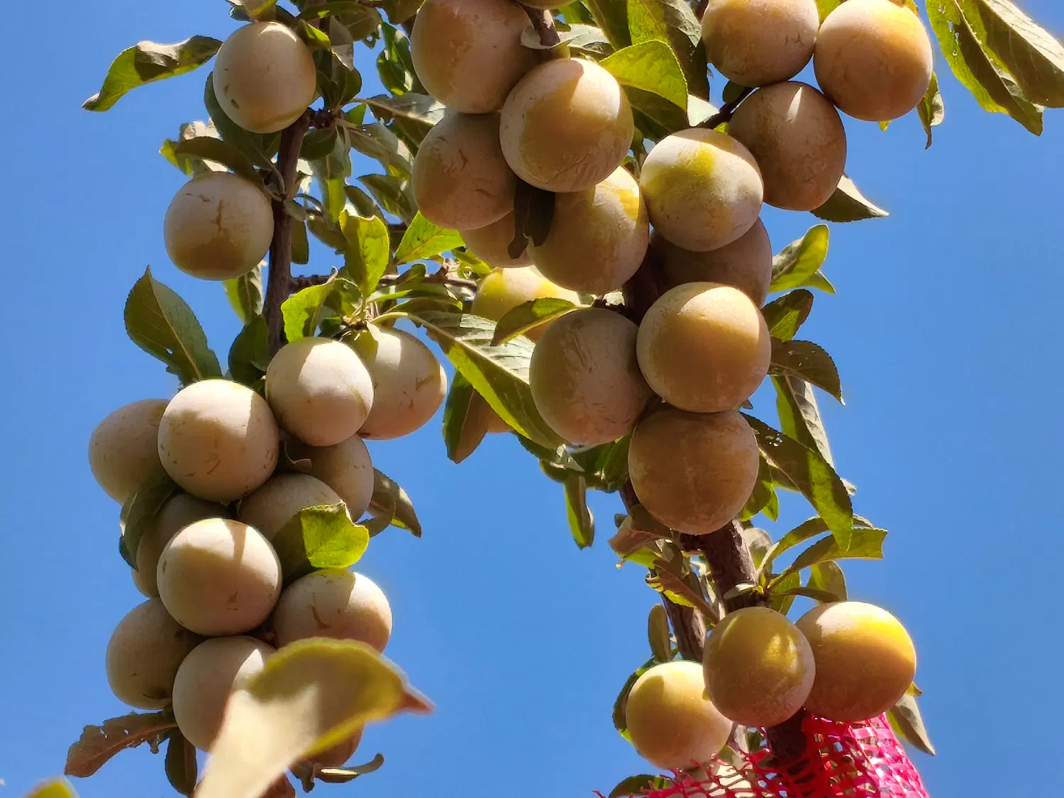 باغ انگور