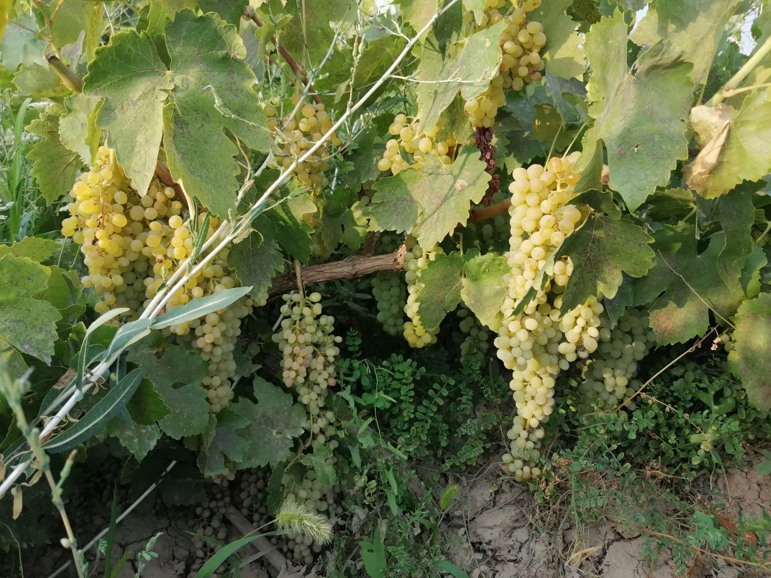باغ انگور با آبیاری ویژه