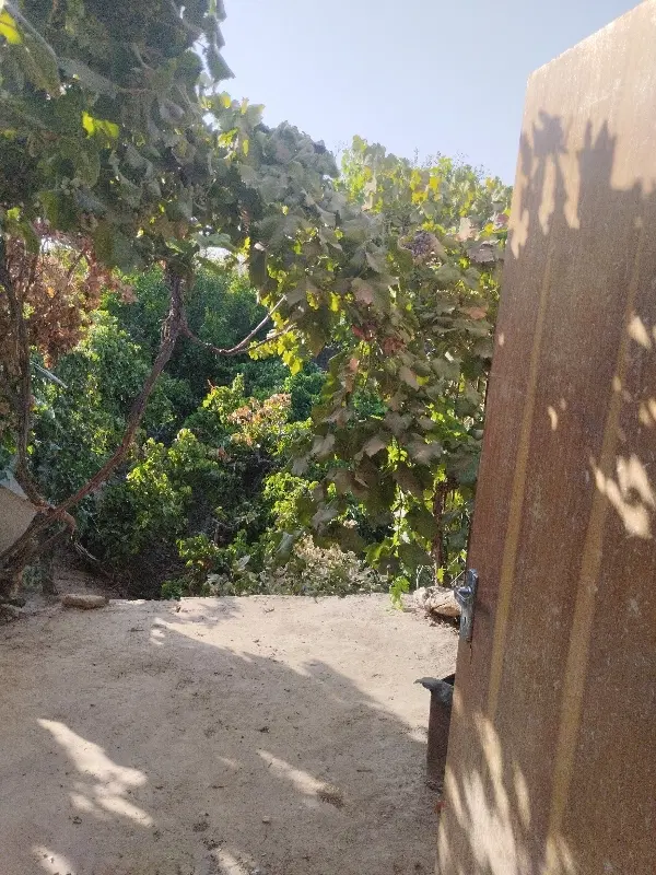 یک قطعه باغ میوه فروشی