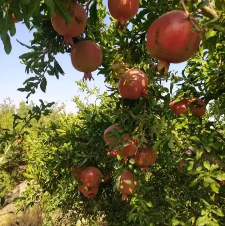 باغ انار صادراتی ۵ساله با چاه اب