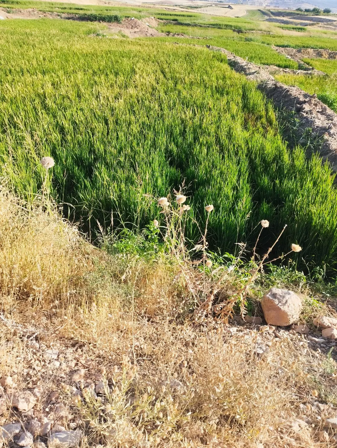 یه قطعه زمین به متراژ 1500متر
