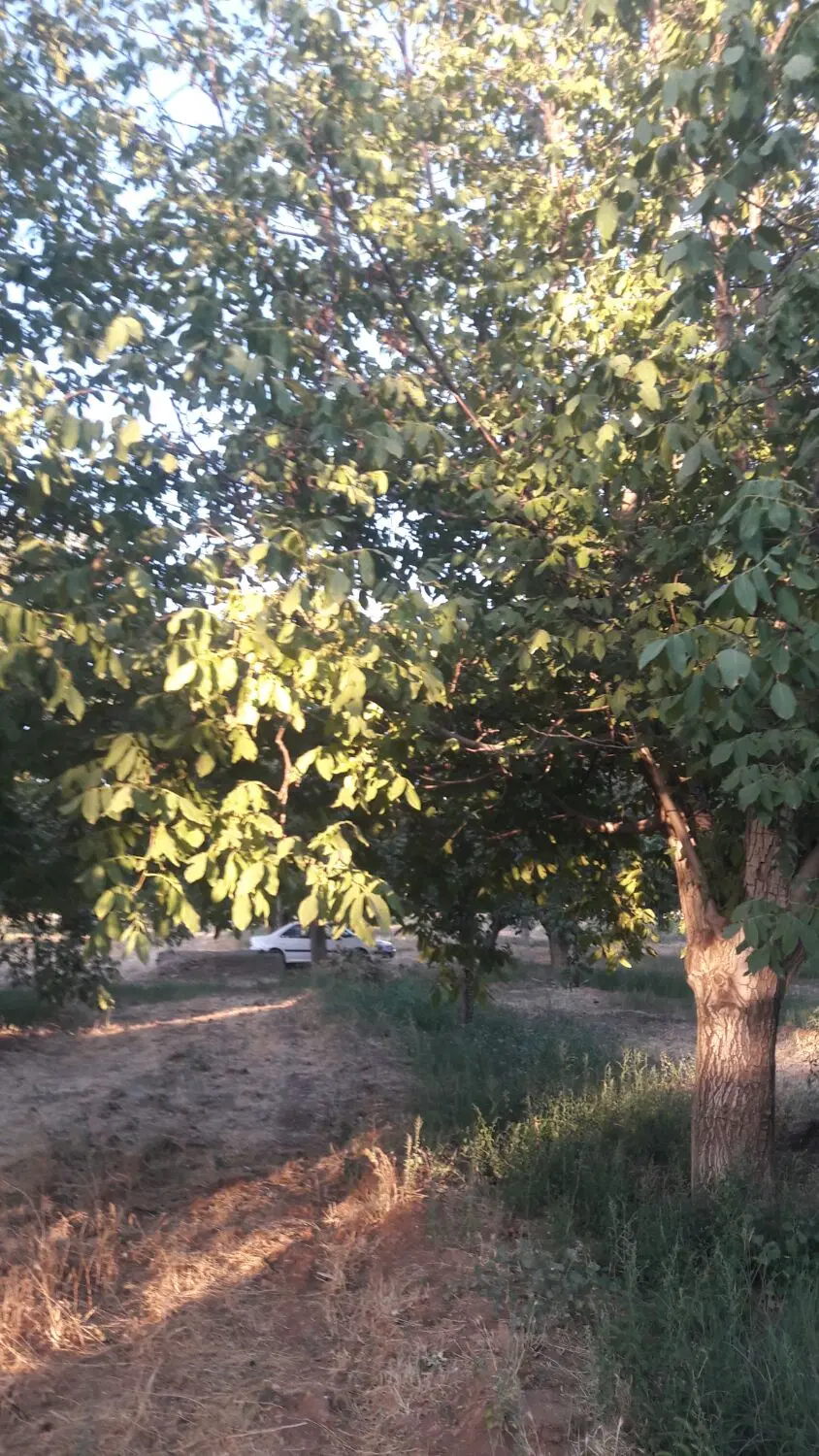 باغ گردو میوه اجاره