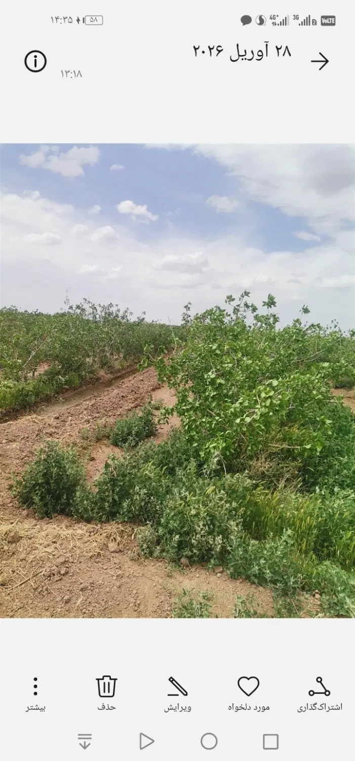 باغ پسته