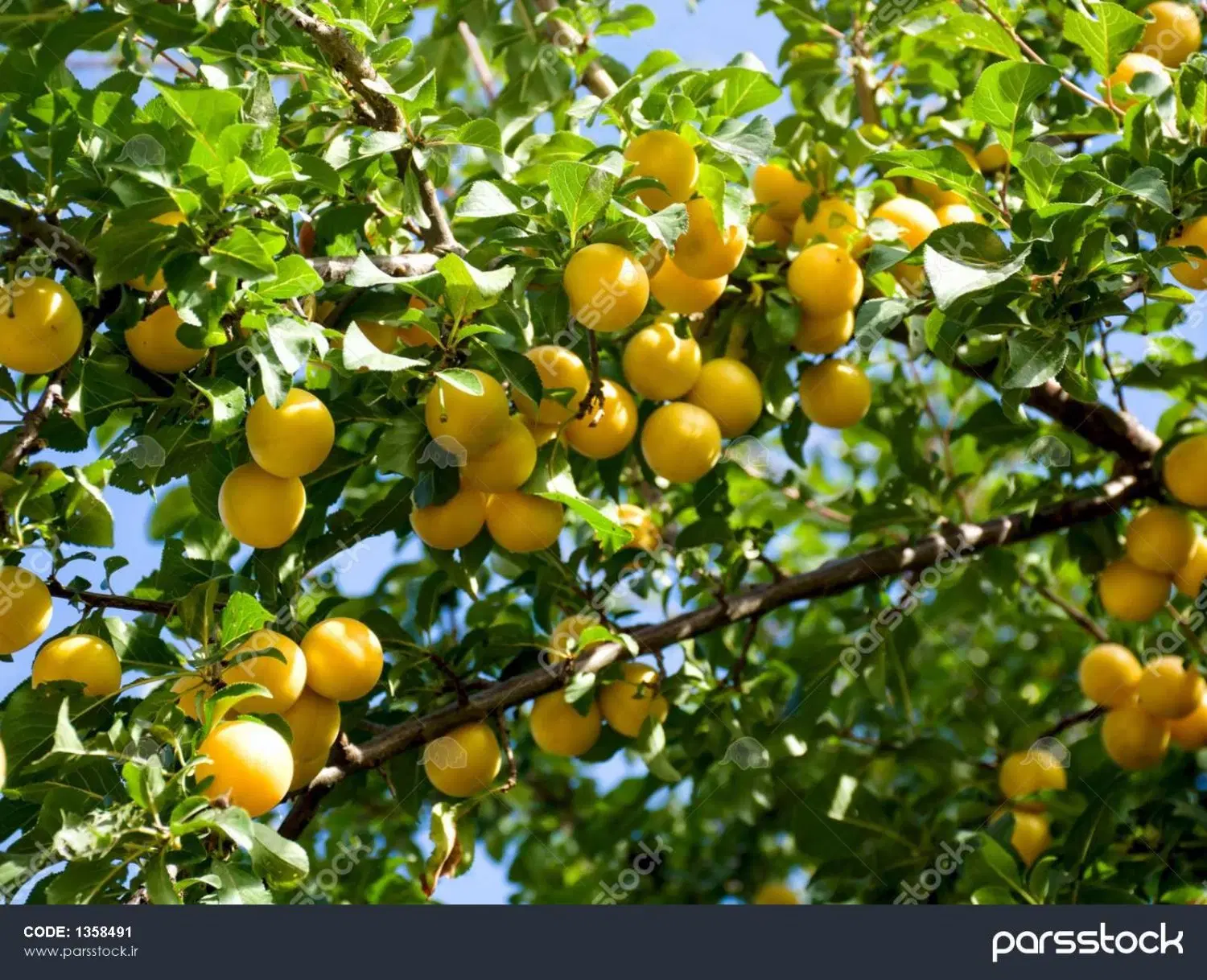 باغ میوه در آستانه