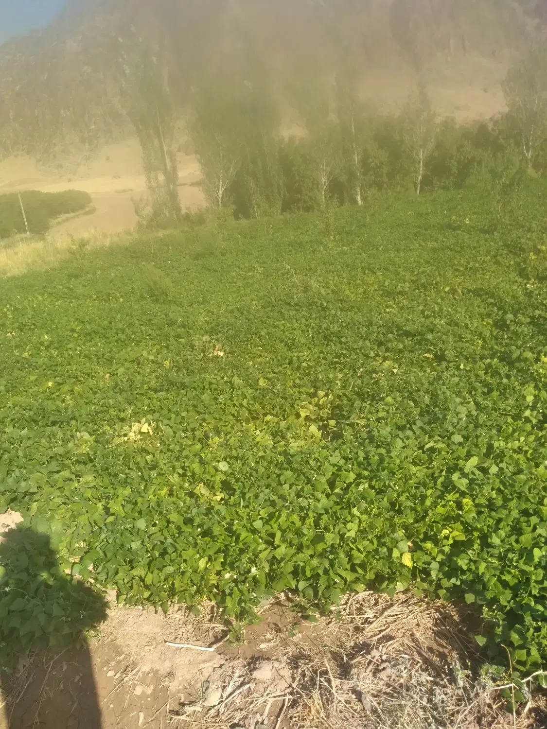 باغچه ۱۸۰۰ متر دارای آب برق ازنا سگوند