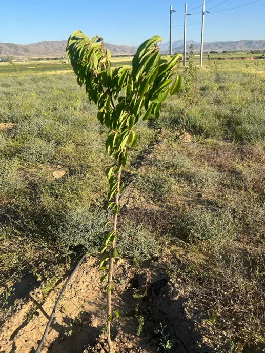 باغ یکساله