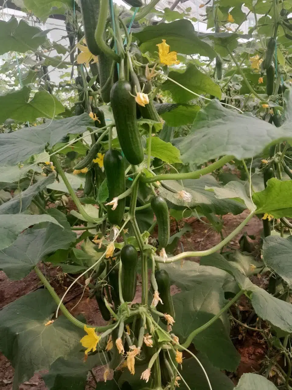 گلخانه اجاره ای