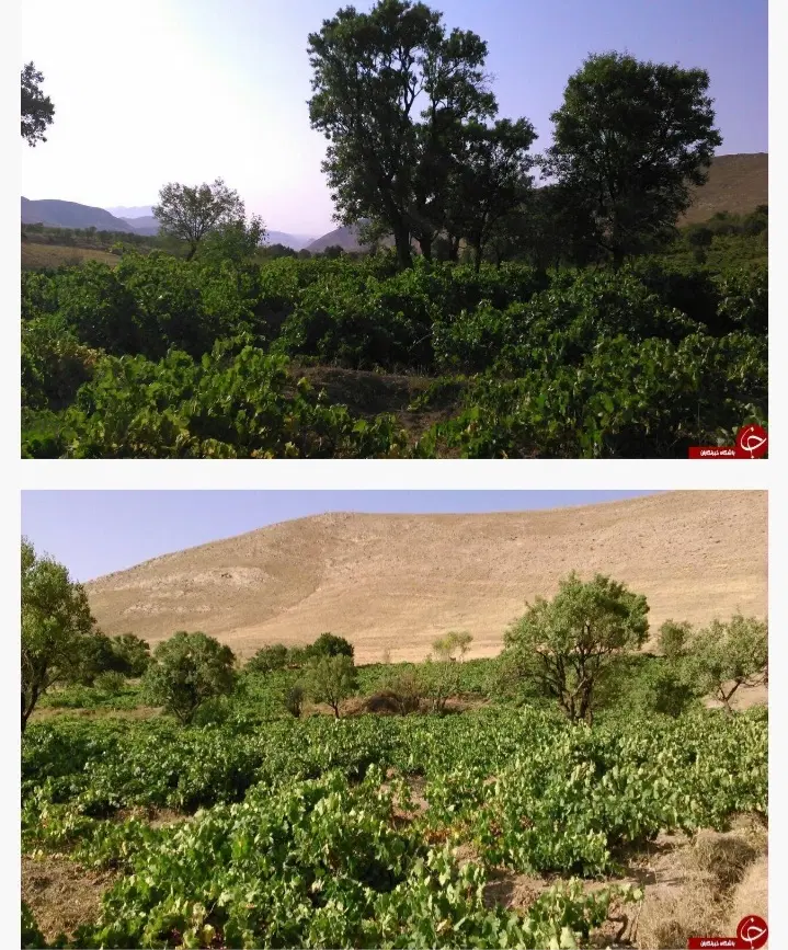 فروش باغ انگور