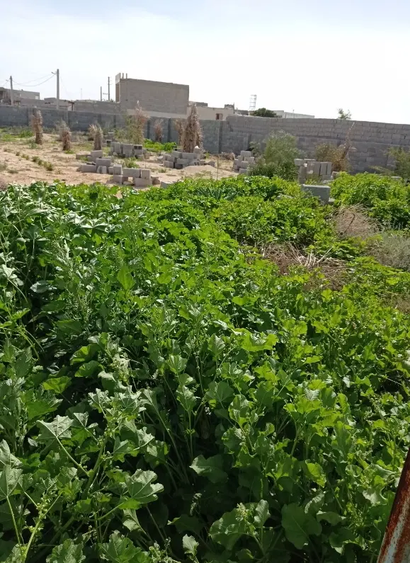 باغ الی شمالی