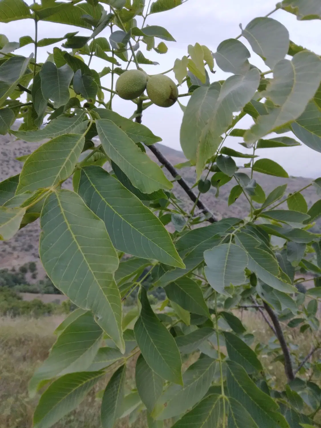 زمین باغی شمام گرگ تاج