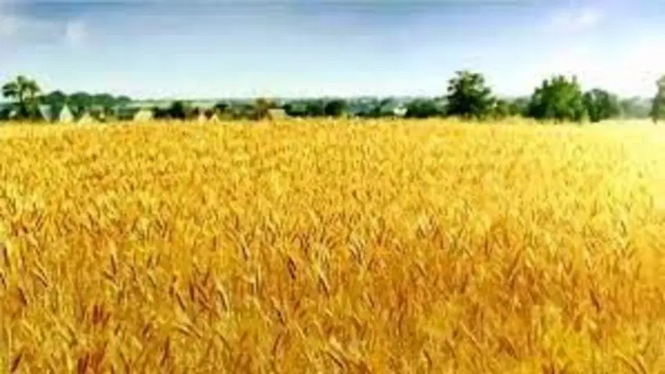 زمین کشاورزی هشت هکتار یکدست