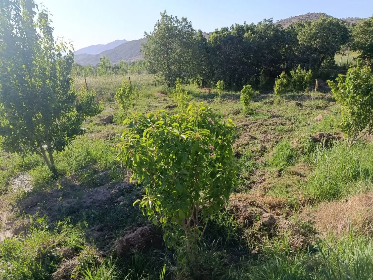 باغ روستای چنارکل