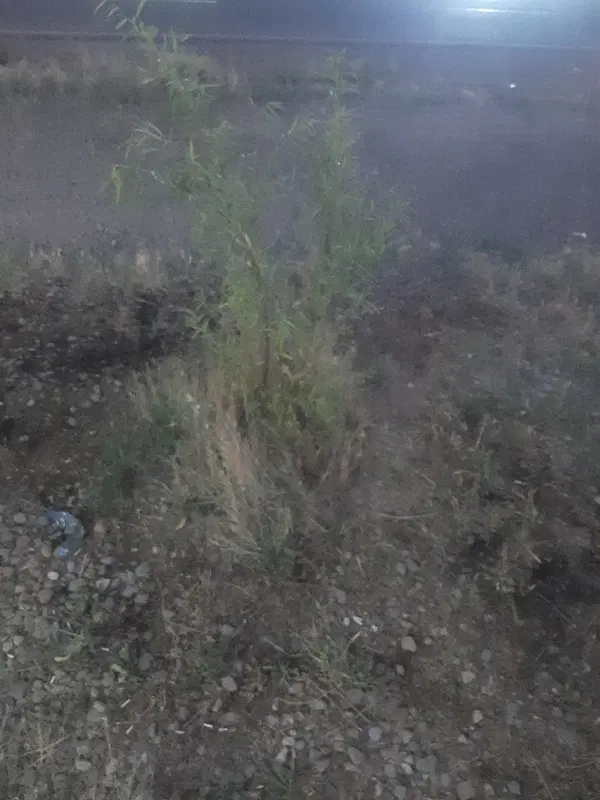 خانه ویلایی