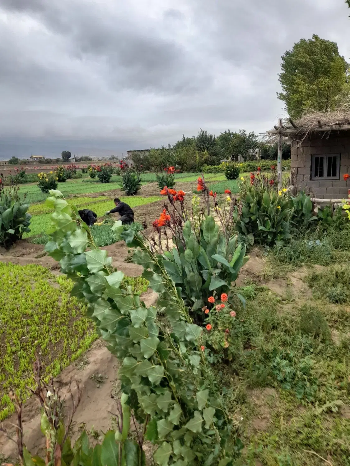 زمین وباغچه