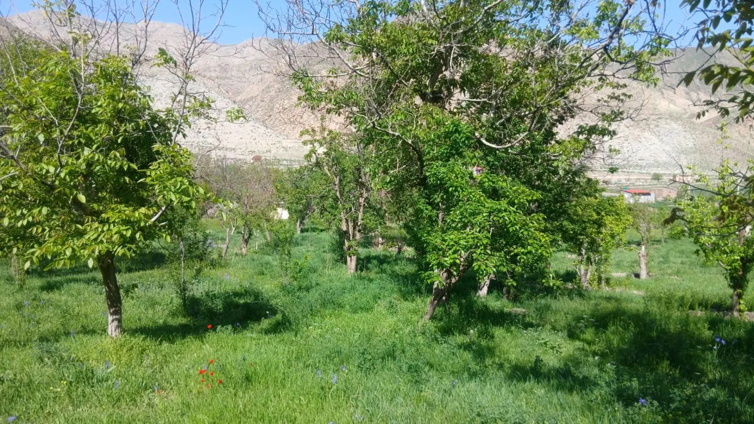 فروش باغ درخور کلات