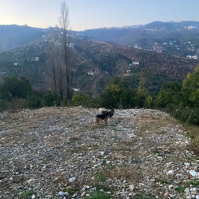 فرو‌ش  زمین