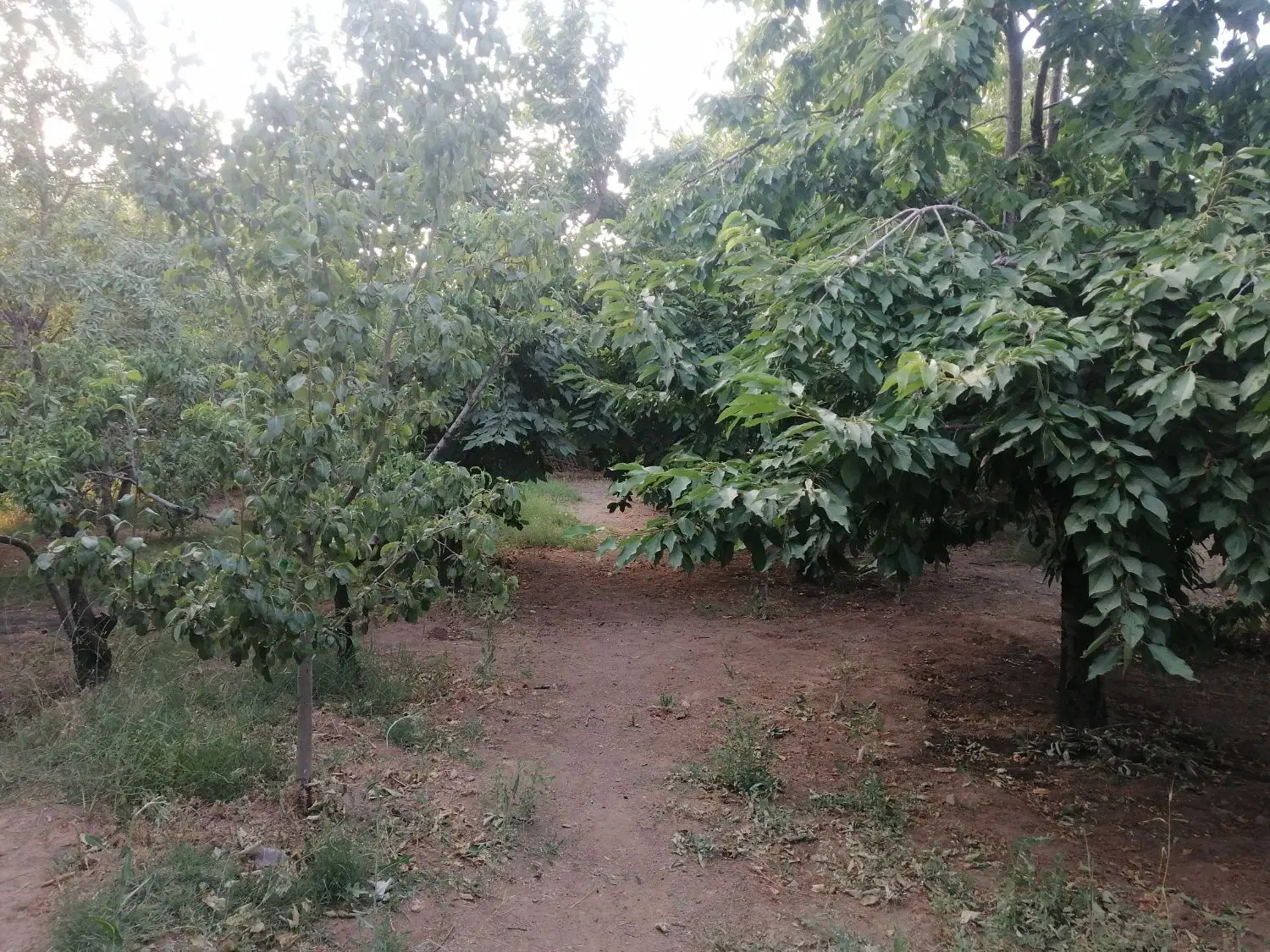 باغ عبدل اباد