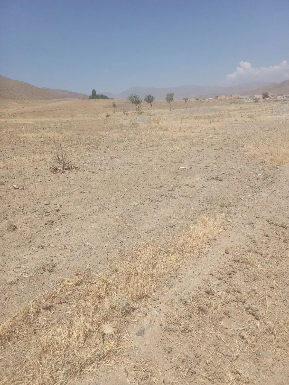 زمین دیمی