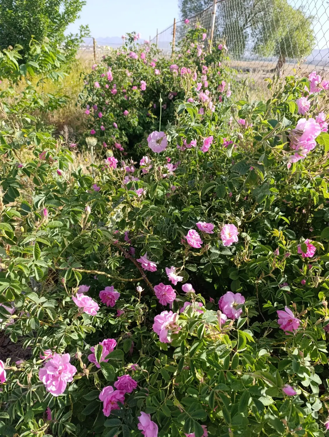زمین وملک کشاورزی