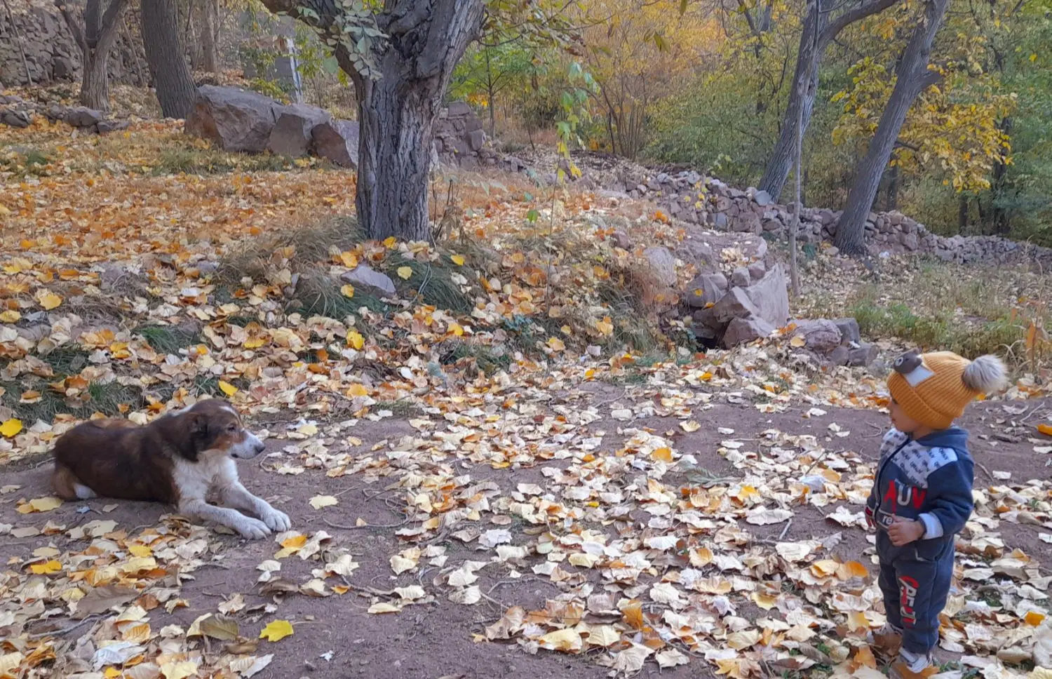 زمین وباغ در نزدیک روستای کنگ