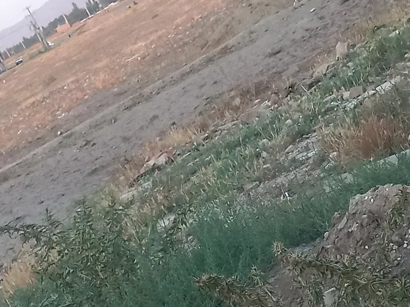زمین کشاورزی