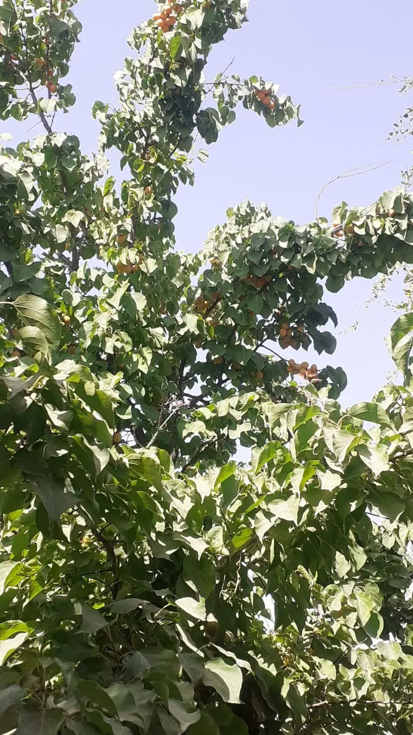 300 متر باغچه