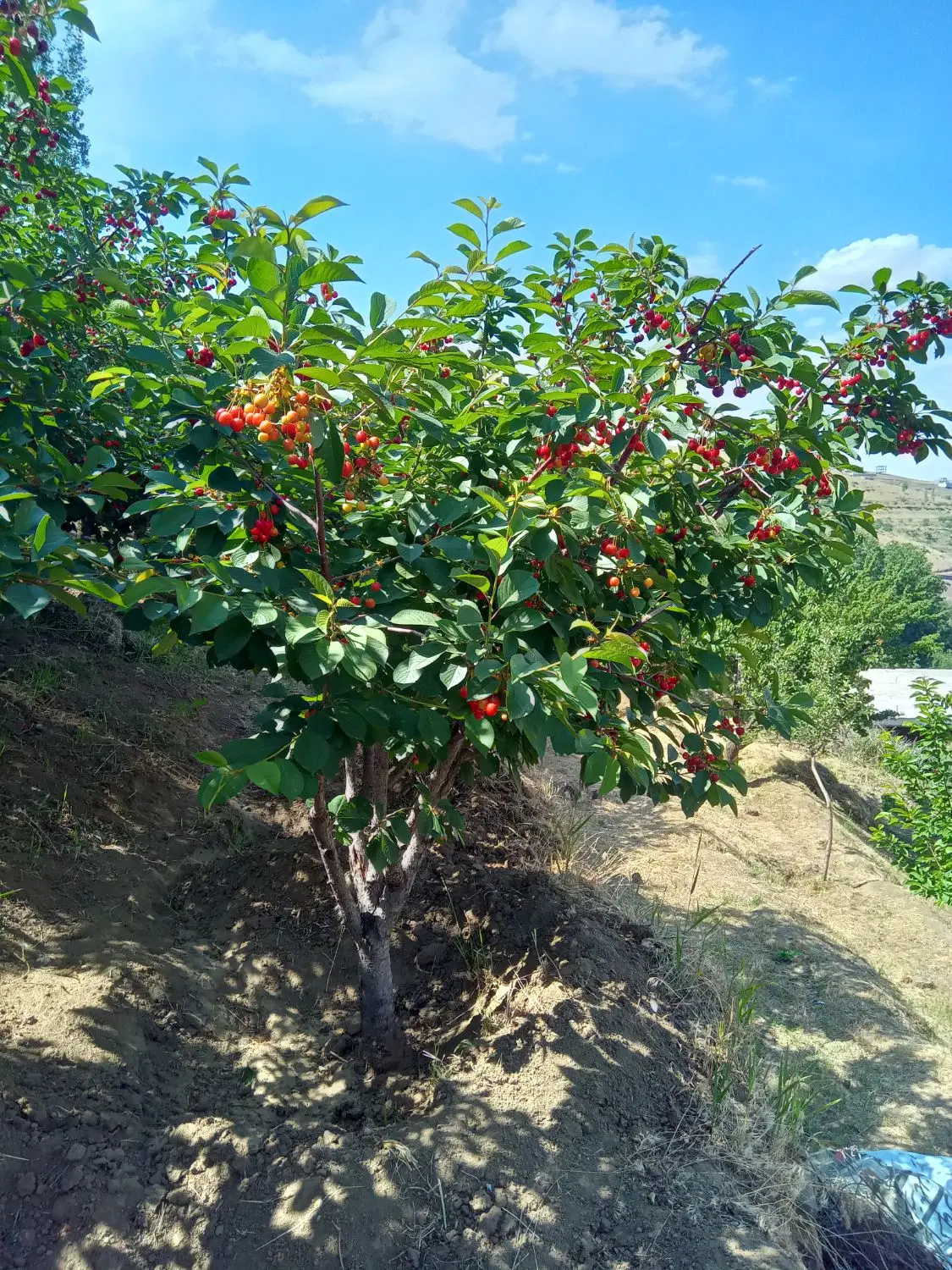 فروش باغ