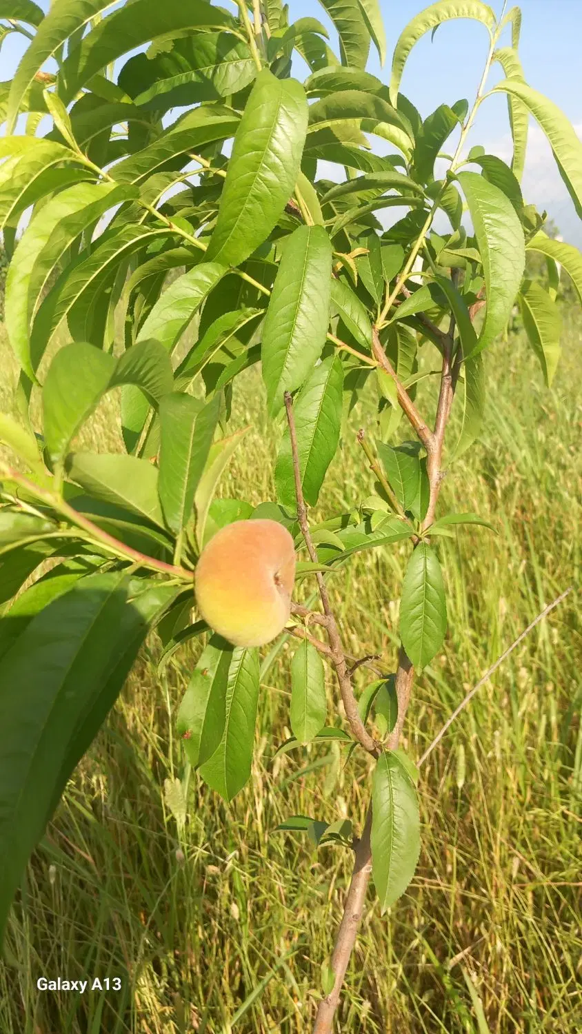 باغچه ۵۳۸ متری