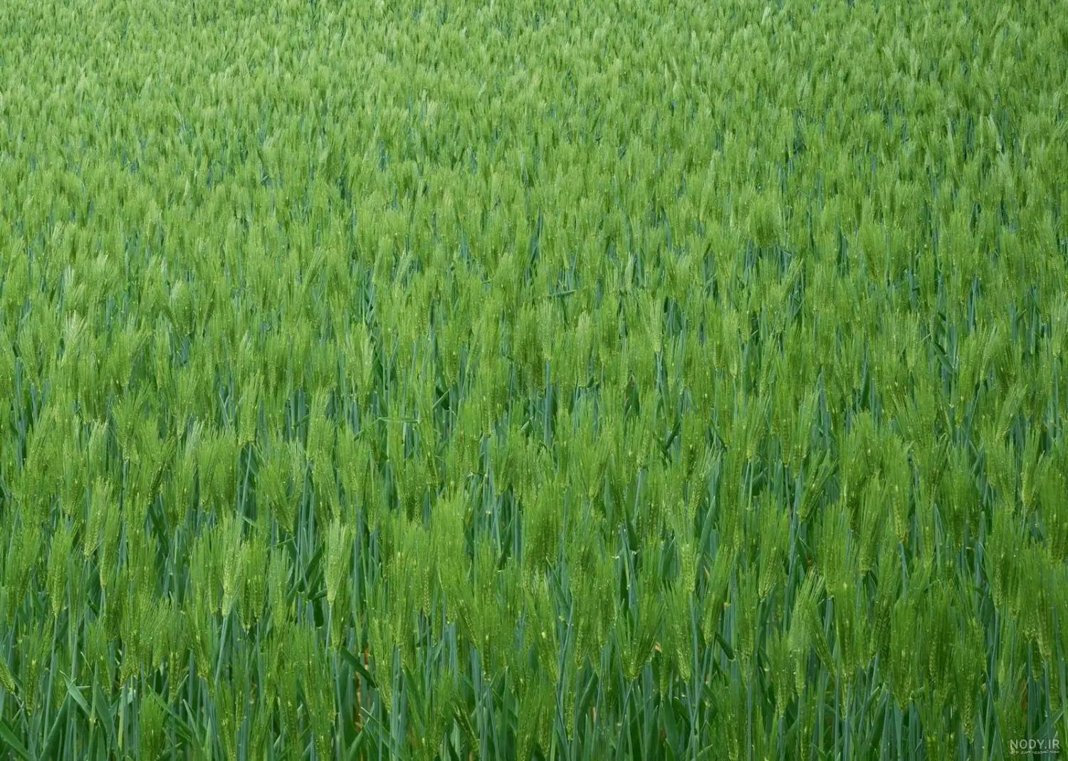 زمین ششدار