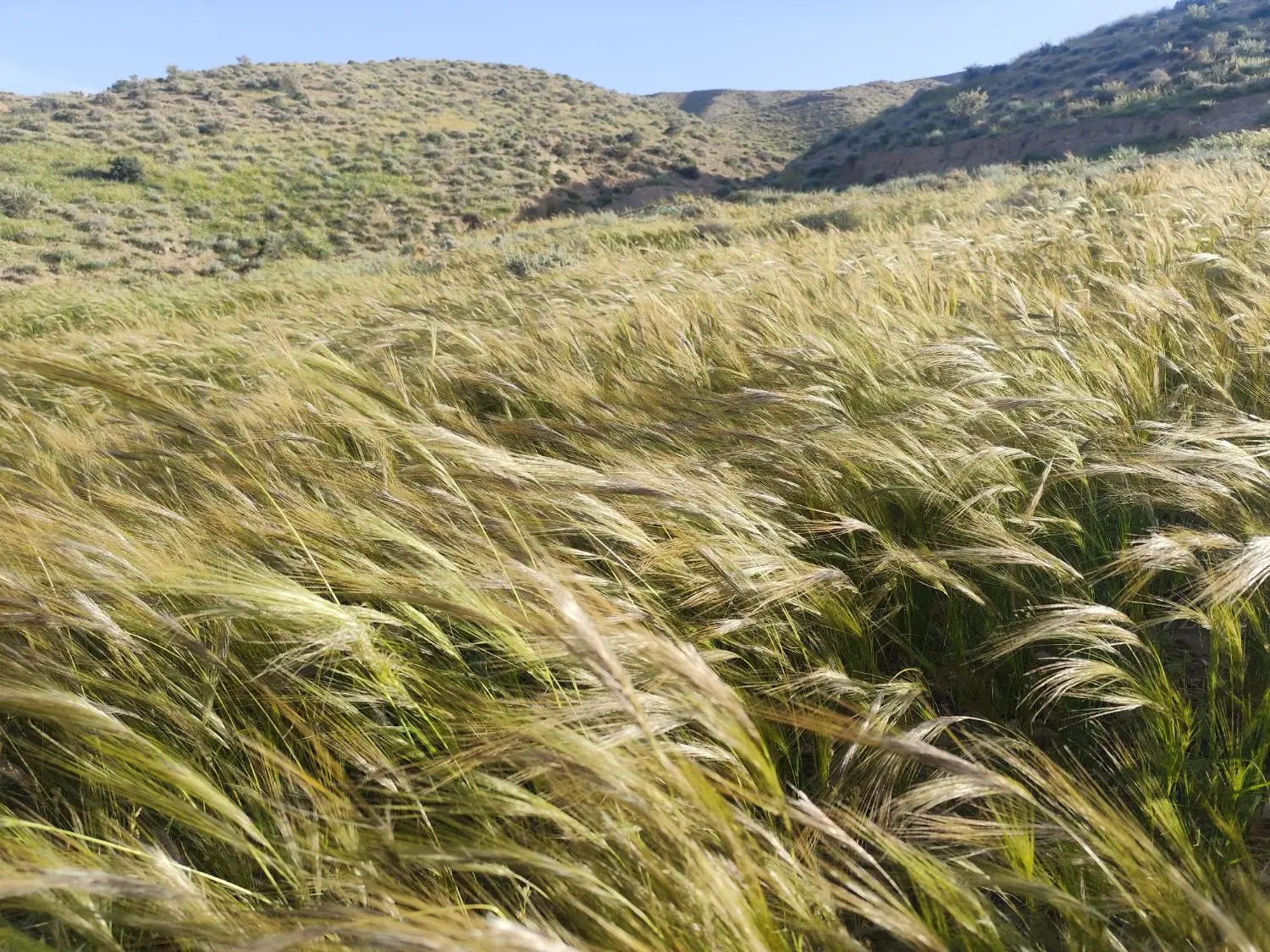 زمین