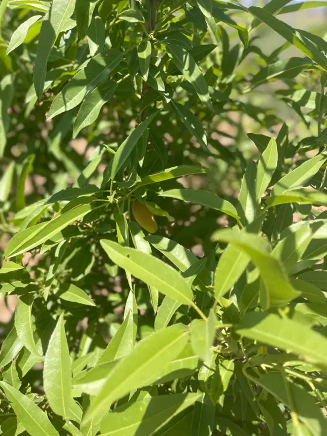 زمین باغی