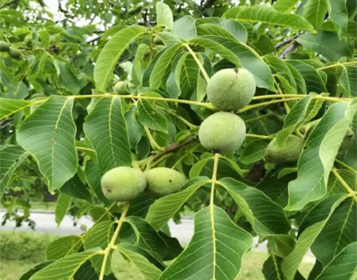 فروش زمین کشاورزی و درخت گردو18ساله
