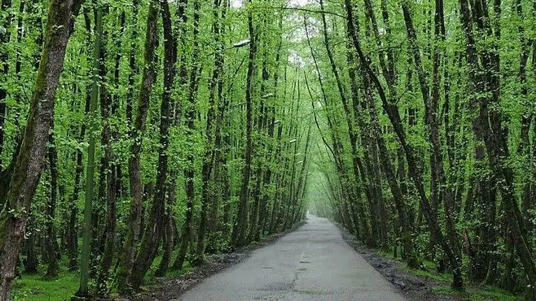 فروش زمین مسکونی و باغی