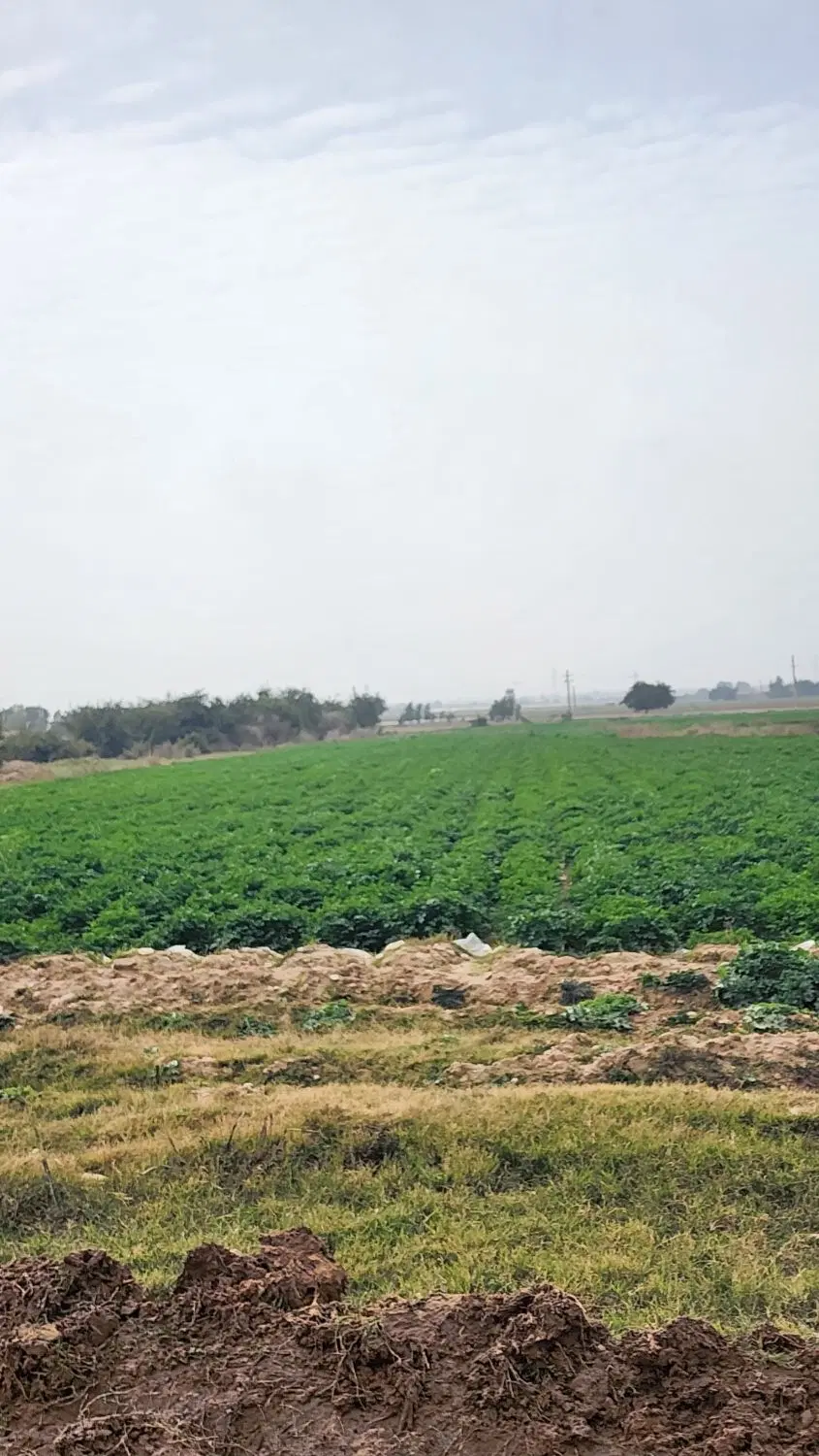 زمین برا کشت پیاز