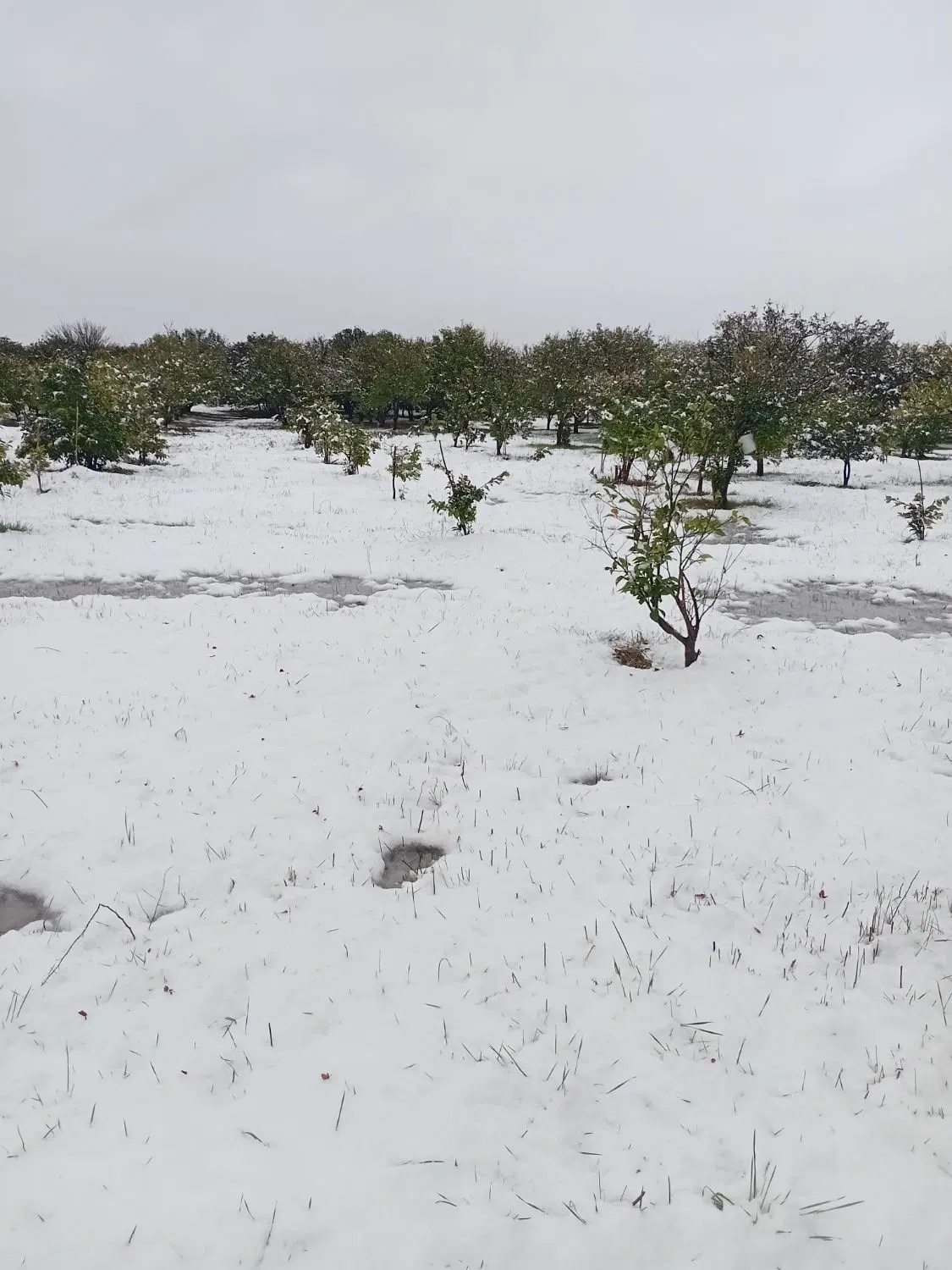 ۴۰۰۰مترزمین باغی