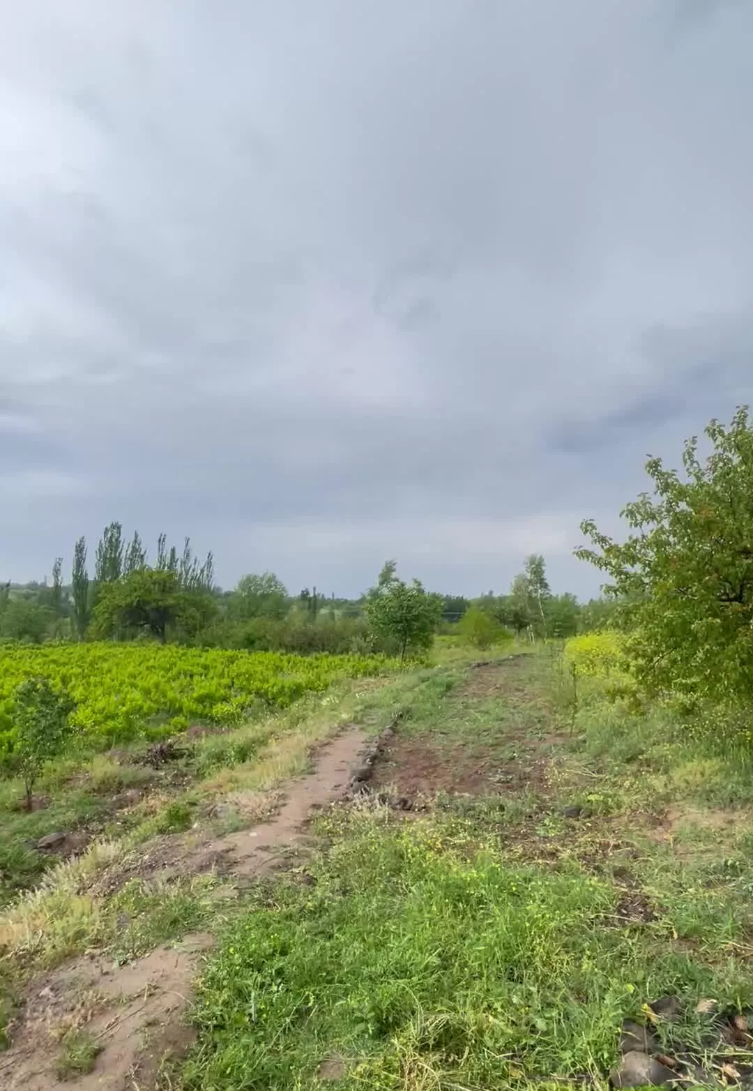 باغ انگور نزدیک روستای ارجق