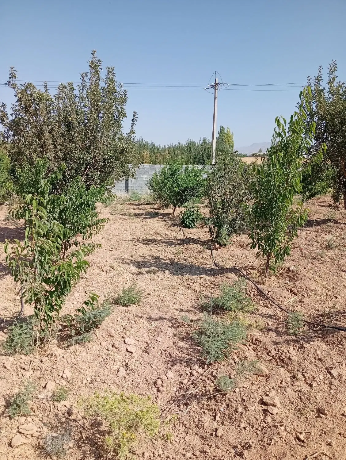 فروش باغچه 1200متری