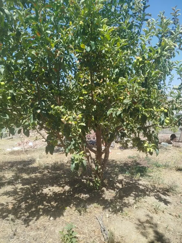 گاو داری و باغ