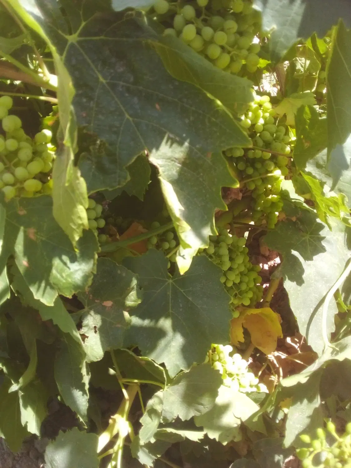 باغ نو میم وباغ سرسختی گردو