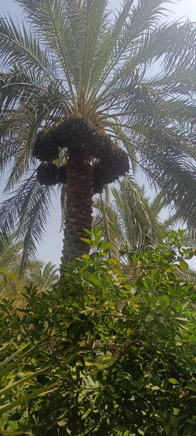 اجاره خرما