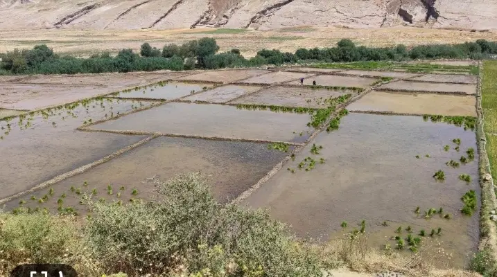 زمین کشاورزی می‌خوام واسه برنجکاری