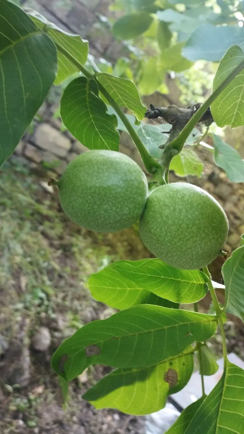 فروش خانه باغ ویلایی