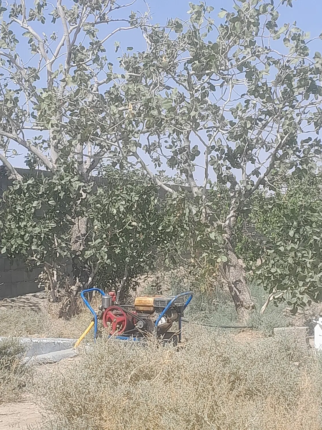 باغ پسته مهماندوست