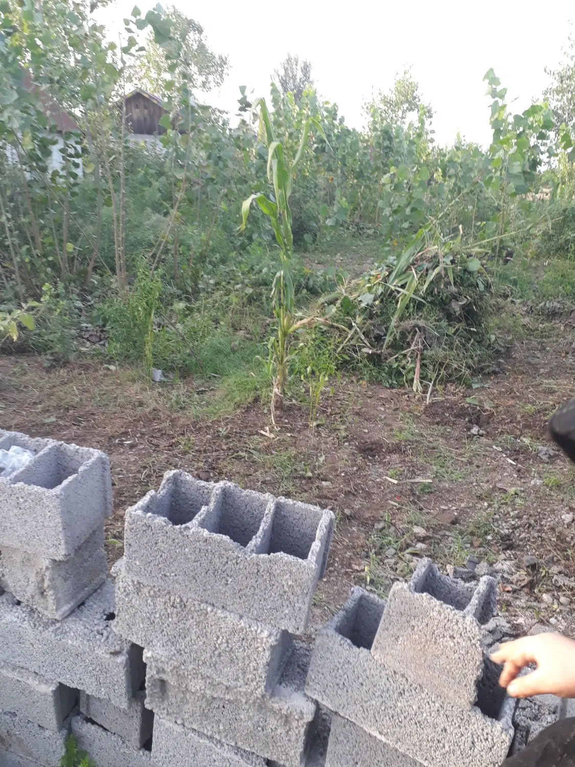 زمین . مسکونی