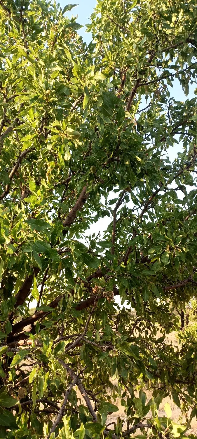 باغ انگور و بادام