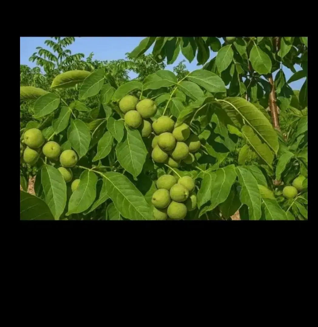 باغ گردو خرید واجاره