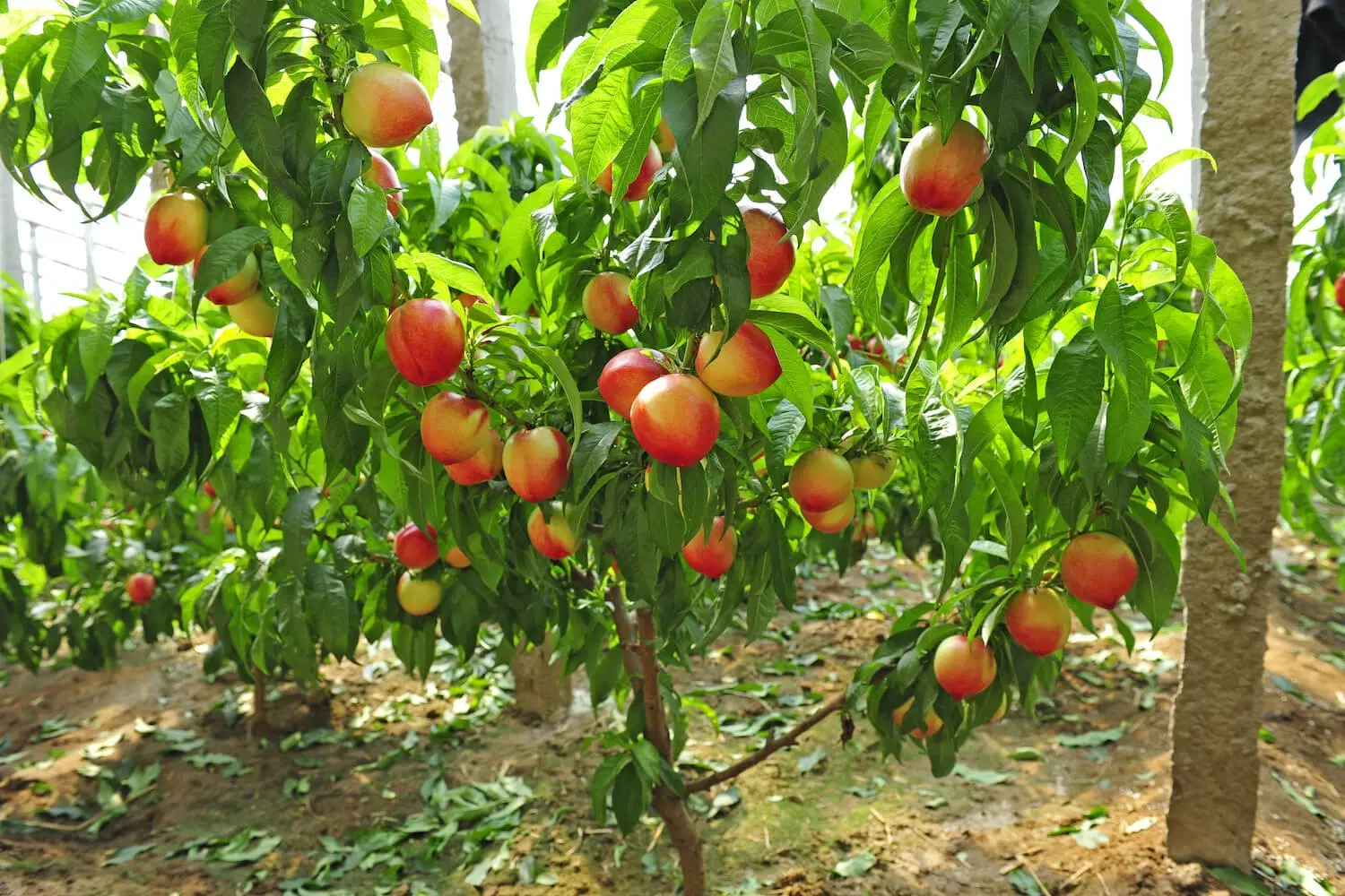 فروش باغ میوه