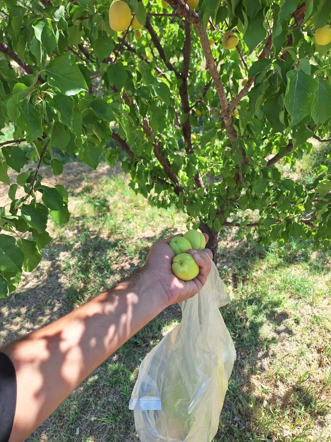 فروش خانه باغ